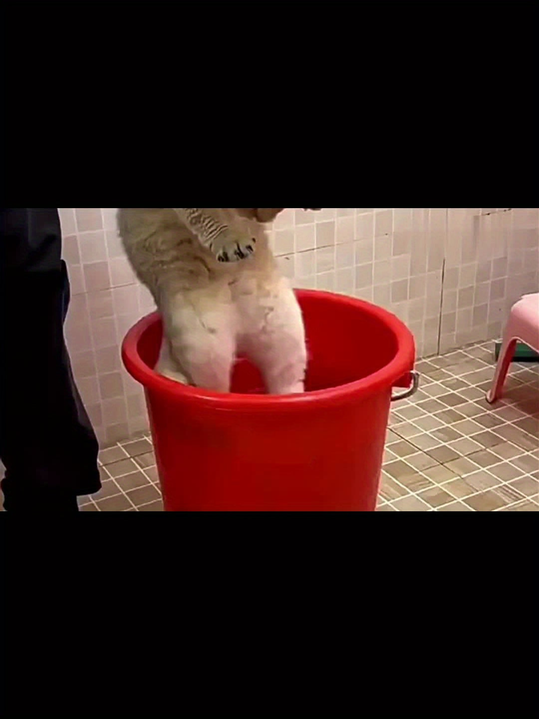 Cat Paw / Lemon Dual Options 3-in-1 Electric Pet Steam Brush